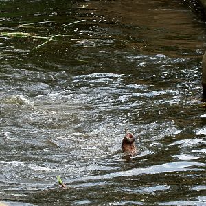 Cologne Zoo - Elephant swimming