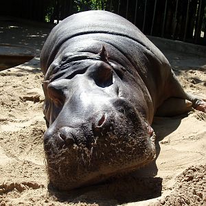 Cologne Zoo - Hippo