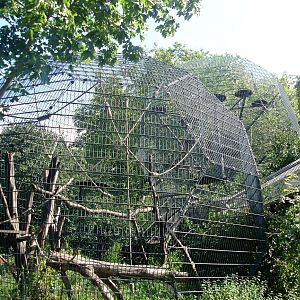 Cologne Zoo - Lemur exhibits