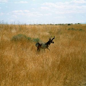 Pronghorn male