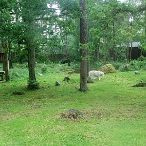 Parken Zoo - White tigers