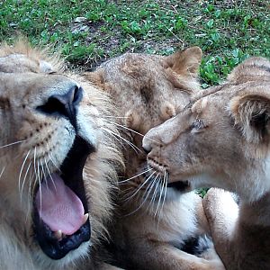 Parken Zoo - Asian lions