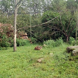 Parken Zoo - Puma exhibit