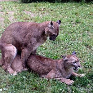 Parken Zoo - Pumas