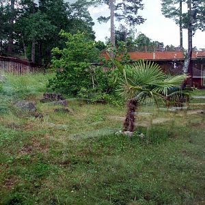 Parken Zoo - Komodo dragon exhibit