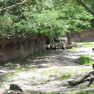 Black Rhinoceros Exhibit