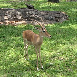 Impala