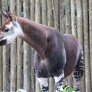 Okapi