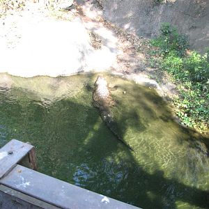 Nile Crocodiles