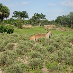 Common Eland