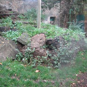 Snow Leopard Exhibit