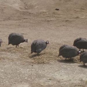 Birds in with the Rhino's