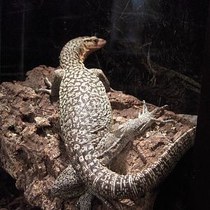 Moluccan Yellow Monitor