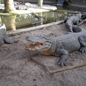 Fluffy the American Alligator