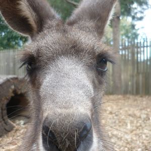 Eastern Grey Kangaroo