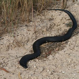 Black Tiger Snake
