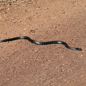 Black Tiger Snake