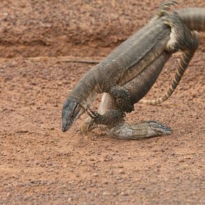 Heath Monitor males fighting