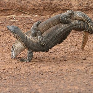 Heath Monitor males fighting