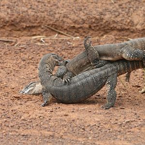 Heath Monitor males fighting
