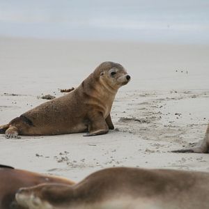 Australian Sealions