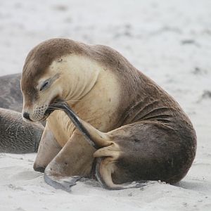 Australian Sealions