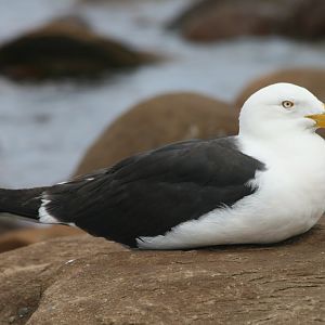 Pacific Gull