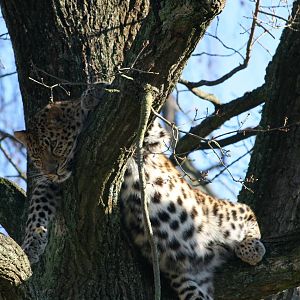 Amur leopard - Parken Zoo