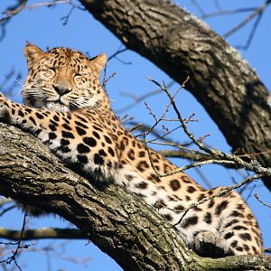 Amur leopard - Parken Zoo