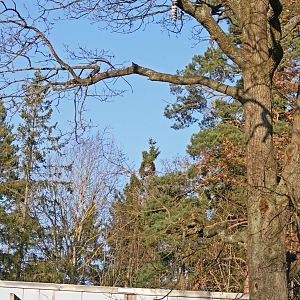 Amur leopard exhibit - Parken Zoo