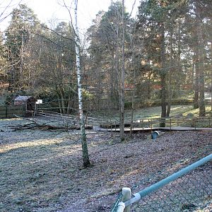 Visayan warty pig walk-through