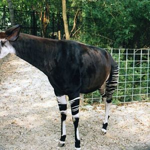 Okapi