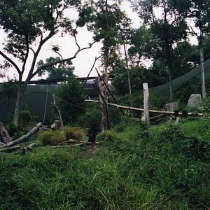 Chimpanzee Exhibit Detail