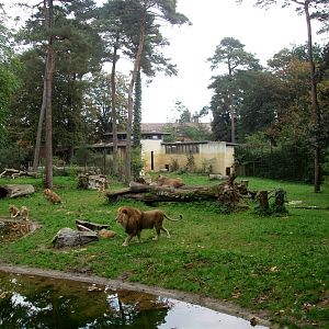 Rostock Zoo - Lion enclosure