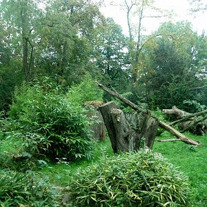 Rostock Zoo - Jaguar enclosure