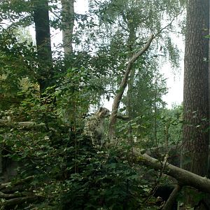 Rostock Zoo - Snow leopard