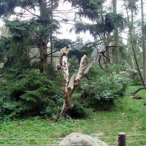 Rostock Zoo - South America exhibit