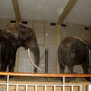 Rostock Zoo - Elephants indoors
