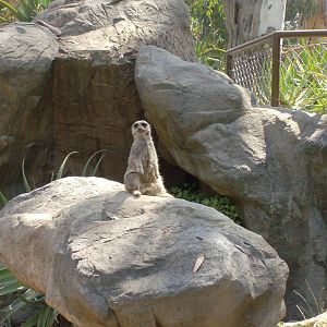 Chico the lone meerkat