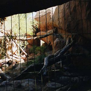 Mountain lion exhibit