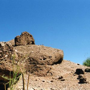 Bighorn sheep Exhibit
