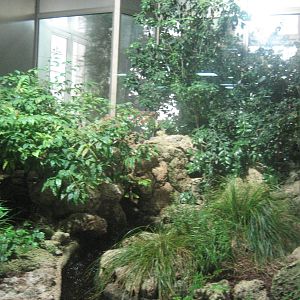 Berlin Zoo - Tuatara Exhibit