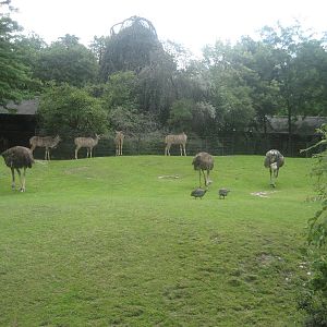 Berlin Zoo - Savannah