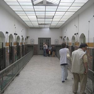 Berlin Zoo - Pig House