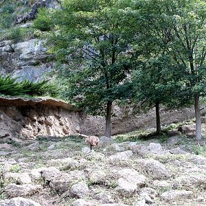 Salzburg Zoo - Chamois enclosure