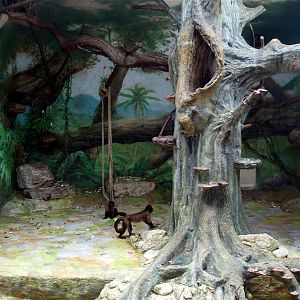 Salzburg Zoo - Capuchins indoors