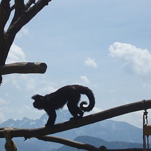 Salzburg Zoo - Capuchin