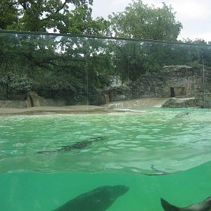 Berlin Zoo - Sea Lion Exhibit