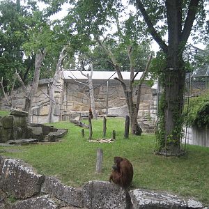 Berlin Zoo - Orangutan Exhibit