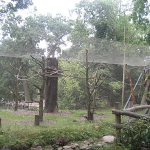 Berlin Zoo - Monkey Island